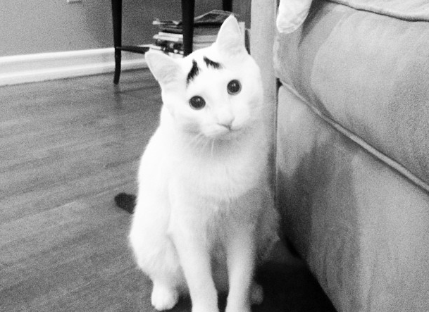 Internet, Katt, instagram, reddit